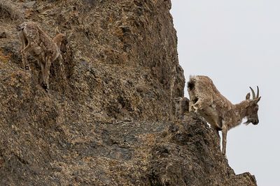 Siberian ibex