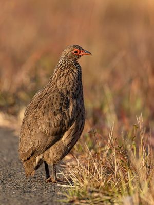 Swainson's Spurfowl - Swainsons Frankolijn - Francolin de Swainson