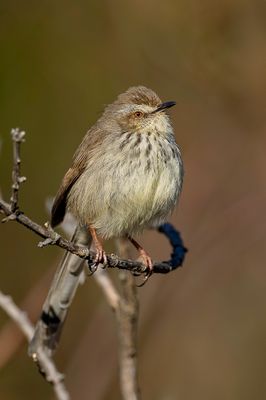Drakensberg Prinia - Drakensbergprinia - Prinia du Drakensberg