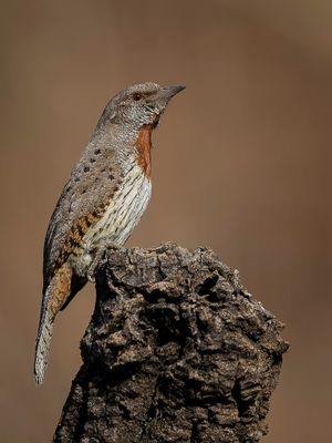 Red-throated Wryneck - Afrikaanse Draaihals - Torcol à gorge rousse