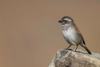 Cape Sparrow - Kaapse Mus - Moineau mélanure (f)