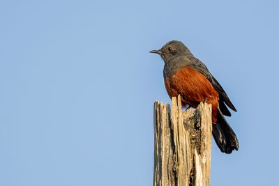 Mocking Cliff Chat - Roodbuikkliftapuit - Traquet à ventre roux (f)