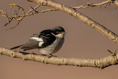 Fiscal Flycatcher - Klauwiervliegenvanger - Gobemouche fiscal (m)