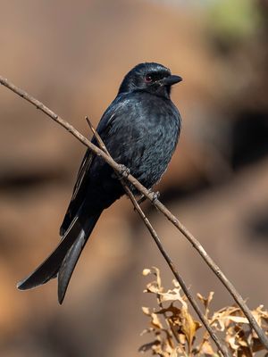 Fork-tailed Drongo - Treurdrongo - Drongo brillant
