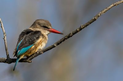 Brown-hooded Kingfisher - Bruinkapijsvogel - Martin-chasseur à tête brune (m)