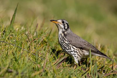 Groundscraper Thrush - Acacialijster - Merle litsitsirupa