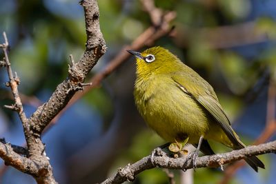 Cape White-eye - Kaapse Brilvogel - Zostérops du Cap