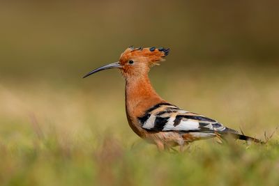 Eurasian Hoopoe - Hop - Huppe fasciée