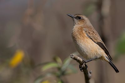 Buff-streaked Chat - Streeptapuit - Tarier bifascié (f)