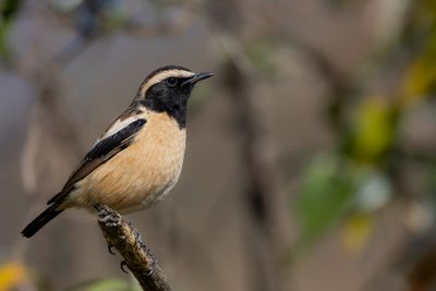 Buff-streaked Chat - Streeptapuit - Tarier bifascié (m)
