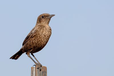 Ant-eating Chat - Kaapse Miertapuit - Traquet fourmilier