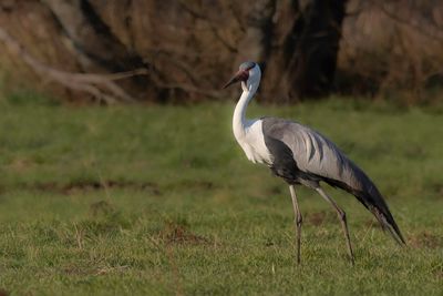 Wattled Crane - Lelkraanvogel - Grue caronculée