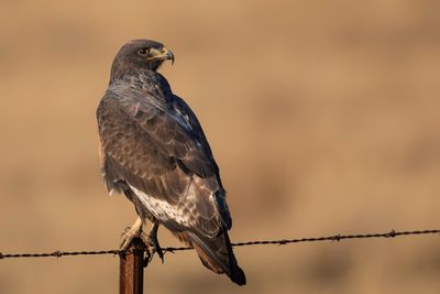 Jackal Buzzard - Jakhalsbuizerd - Buse rounoir