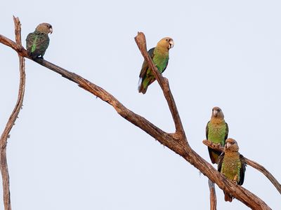 Cape Parrot - Kaapse Papegaai - Perroquet robuste