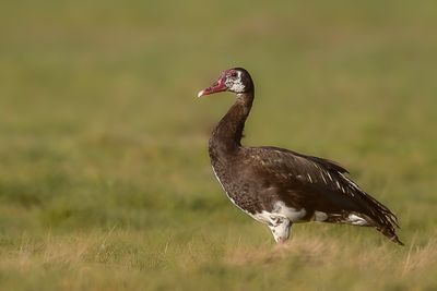 Spur-winged Goose - Spoorwiekgans - Oie-armée de Gambie