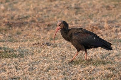 Southern Bald Ibis - Kaapse Ibis - Ibis du Cap (imm)