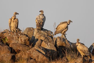 Cape Vulture - Kaapse Gier - Vautour chassefiente