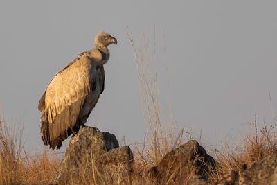 Cape Vulture - Kaapse Gier - Vautour chassefiente