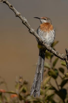 Gurney's Sugarbird - Gurneys Suikervogel - Promérops de Gurney