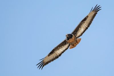 Jackal Buzzard - Jakhalsbuizerd - Buse rounoir