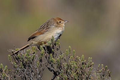 Wailing Cisticola - Jammergraszanger - Cisticole plaintive
