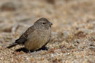 Drakensberg Siskin - Basutokanarie - Serin de Symons (f)