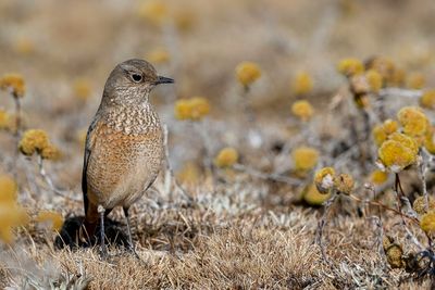 Sentinel Rock Thrush - Langteenrotslijster - Monticole espion (f).