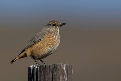 Sentinel Rock Thrush - Langteenrotslijster - Monticole espion (f)