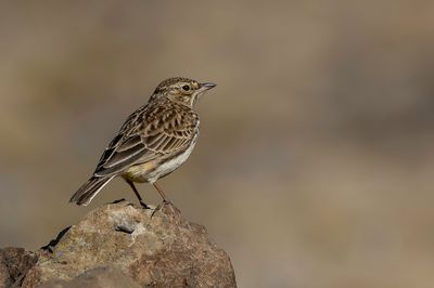 Large-billed Lark - Grootsnavelleeuwerik - Cochevis à gros bec