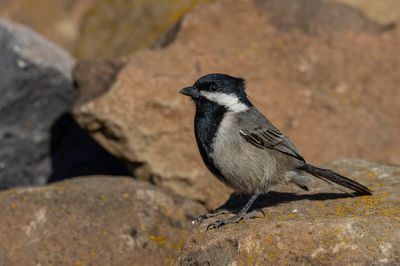 Grey Tit - Kaapse Mees - Mésange petit-deuil