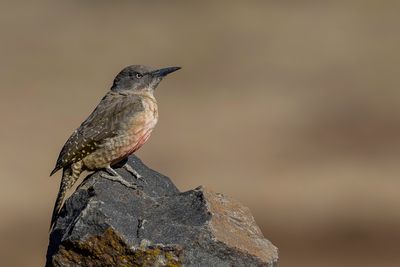 Ground Woodpecker - Kaapse Grondspecht - Pic laboureur