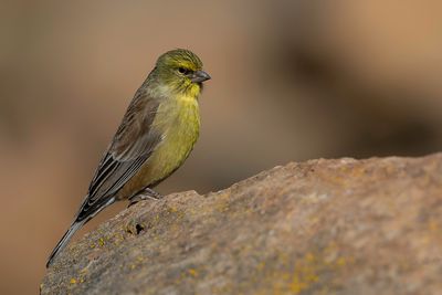 Drakensberg Siskin - Basutokanarie - Serin de Symons (m)