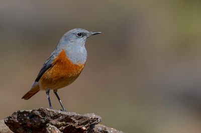 Sentinel Rock Thrush - Langteenrotslijster - Monticole espion (m)