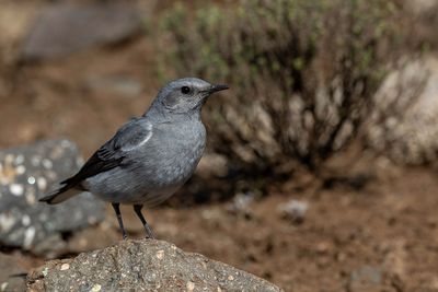 Mountain Chat - Bergtapuit - Traquet montagnard