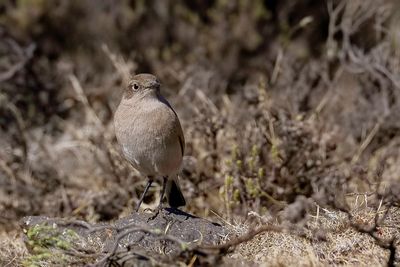 Sickle-winged Chat - Vlaktespekvreter - Traquet aile-en-faux