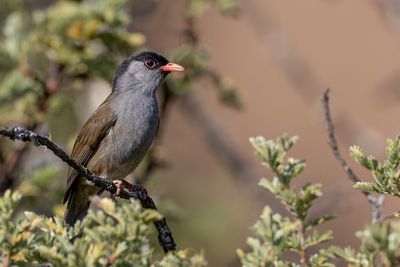 Bush Blackcap - Kaapse Zwartkop - Lioptile à calotte noire