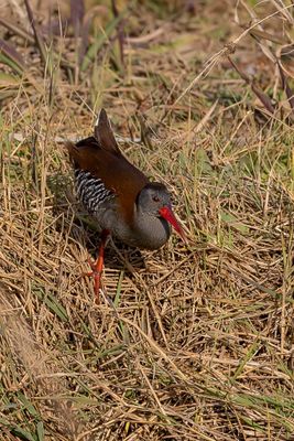 African Rail - Afrikaanse Waterral - Râle bleuâtre