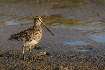 African Snipe - Afrikaanse Snip - Bécassine africaine