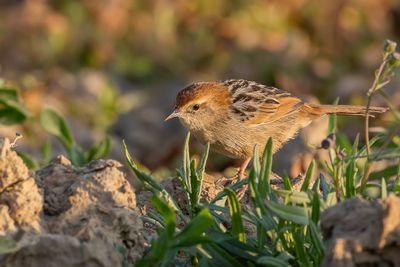 Levaillant's Cisticola - Valleigraszanger - Cisticole à sonnette