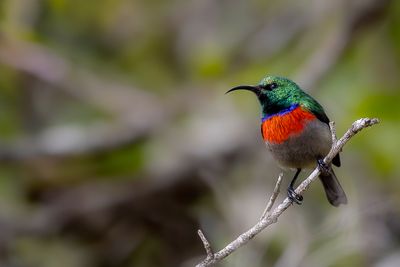 Greater Double-collared Sunbird - Grote Kraaghoningzuiger - Souimanga à plastron rouge (m)