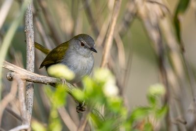 Green-backed Camaroptera - Mekkercamaroptera - Camaroptère à tête grise