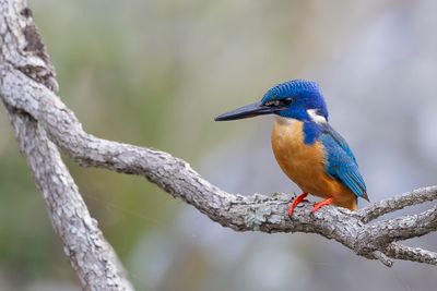 Half-collared Kingfisher - Kobaltijsvogel - Martin-pêcheur à demi-collier