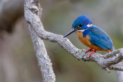 Half-collared Kingfisher - Kobaltijsvogel - Martin-pêcheur à demi-collier