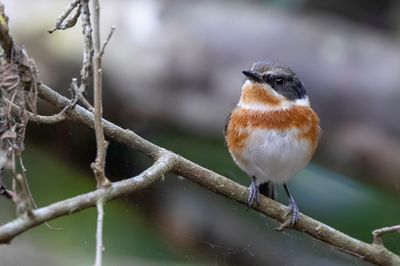 Cape Batis - Bruinflankvliegenvanger - Pririt du Cap (f)