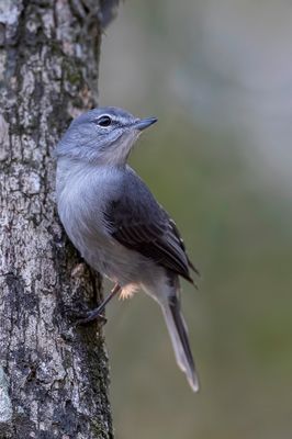 Ashy Flycatcher - Blauwgrijze Vliegenvanger - Gobemouche à lunettes