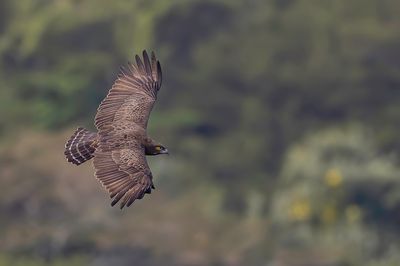 Brown Snake Eagle - Bruine Slangenarend - Circaète brun