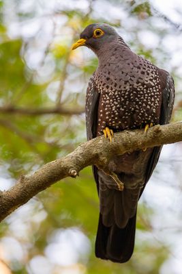 African Olive Pigeon - Olijfduif - Pigeon rameron