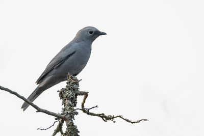 Grey Cuckooshrike - Bosrupsvogel - Échenilleur gris