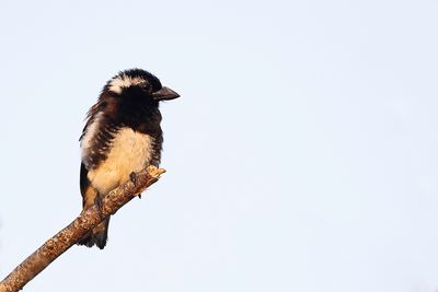 White-eared Barbet - Witoorbaardvogel - Barbican oreillard