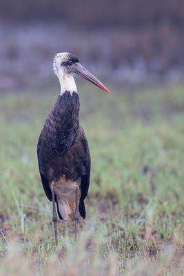African Woolly-necked Stork - Cigogne à pattes noires